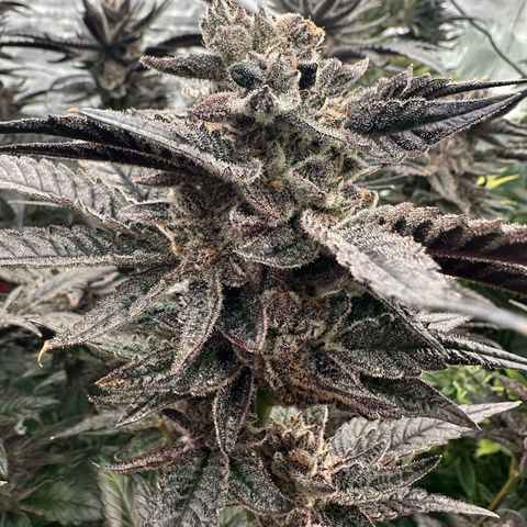MiscxLAZ #22 C 42.33g growlog timeline photo