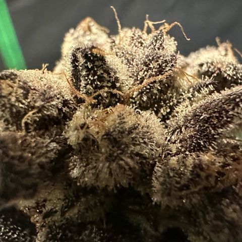 MiscxLAZ #22 C 42.33g growlog timeline photo