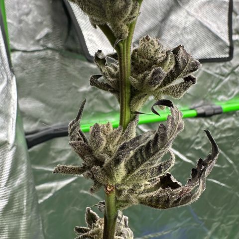 MiscxLAZ #29 C growlog timeline photo