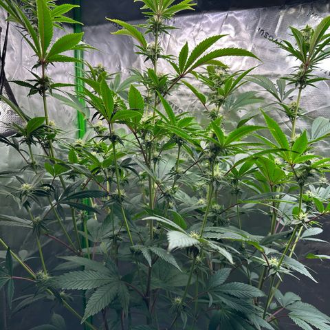 MiscxLAZ #26 C #2 growlog timeline photo
