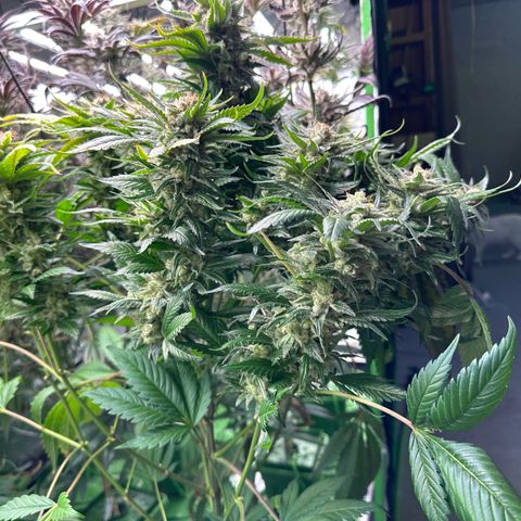 Fuel D.OG #1 Female 47.36g growlog timeline photo