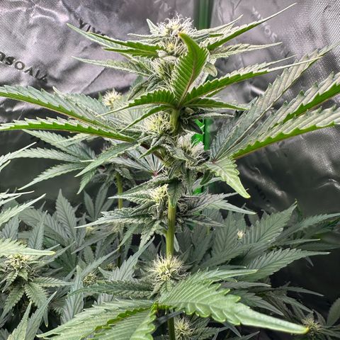 CxLAZ #15 C #1 growlog timeline photo