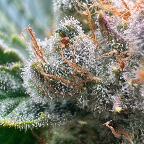 Fuel D.OG #1 Female 47.36g growlog timeline photo
