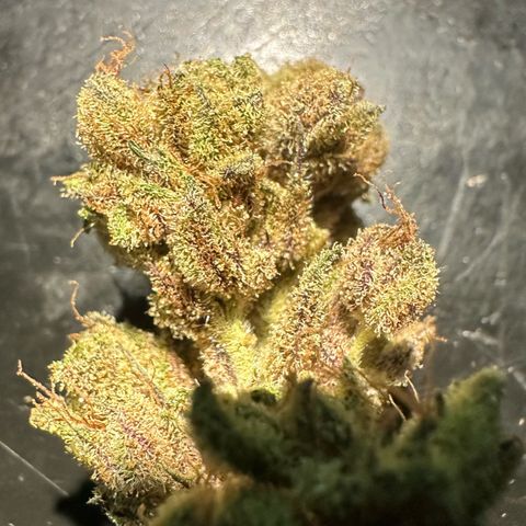Misc x (LA Kush x Zkittles) #28 13.53g growlog photo: Moved to bag