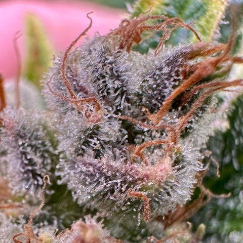 Fuel D.OG #1 Female 47.36g growlog timeline photo