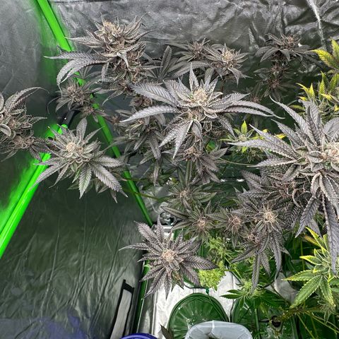 MiscxLAZ #27 C 39g growlog timeline photo