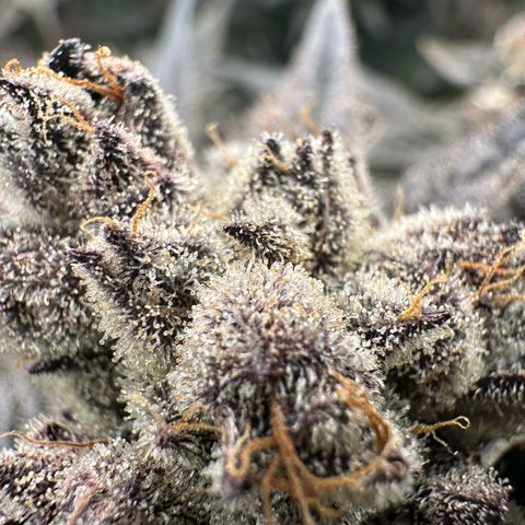 MiscxLAZ #22 C 42.33g growlog timeline photo