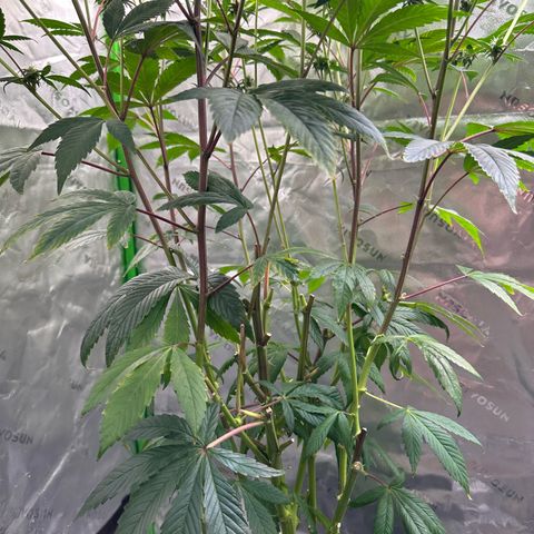 MiscxLAZ #26 C #2 growlog timeline photo