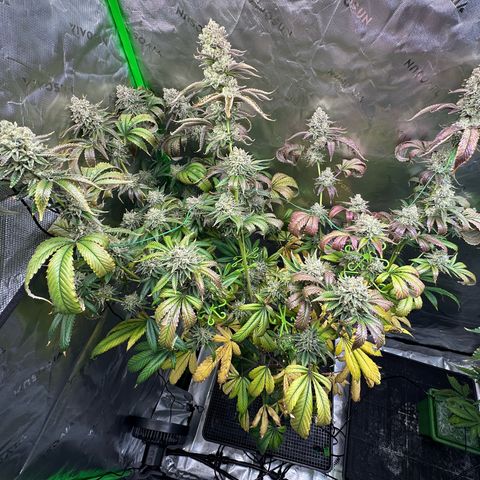 MiscxLAZ #26 C #2 growlog timeline photo