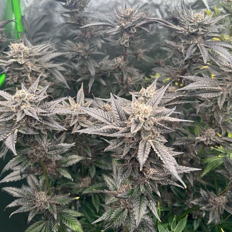 MiscxLAZ #22 C 42.33g growlog timeline photo