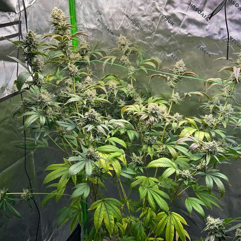MiscxLAZ #26 C #2 growlog timeline photo