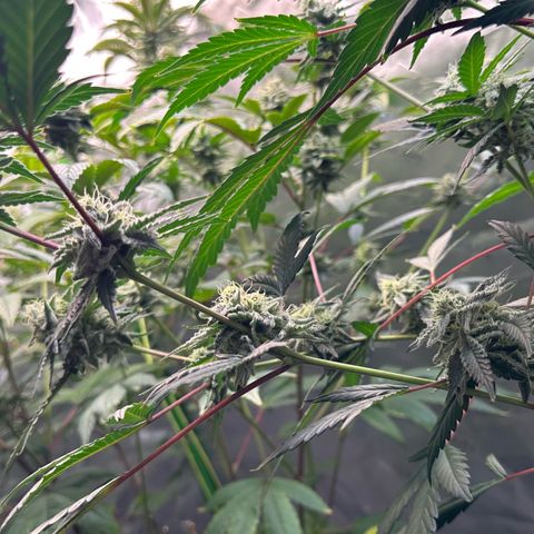 CxLAZ #15 C #1 growlog timeline photo