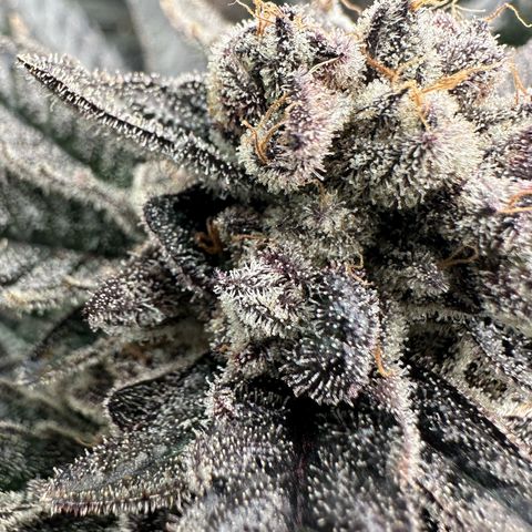 MiscxLAZ #22 C 42.33g growlog timeline photo