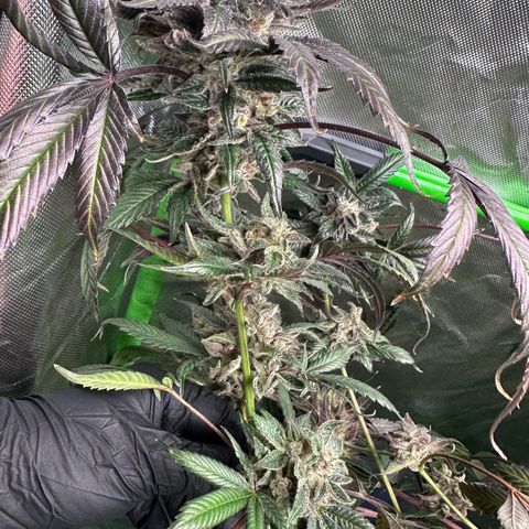 CxLAZ #03 C #1 58.58g growlog timeline photo