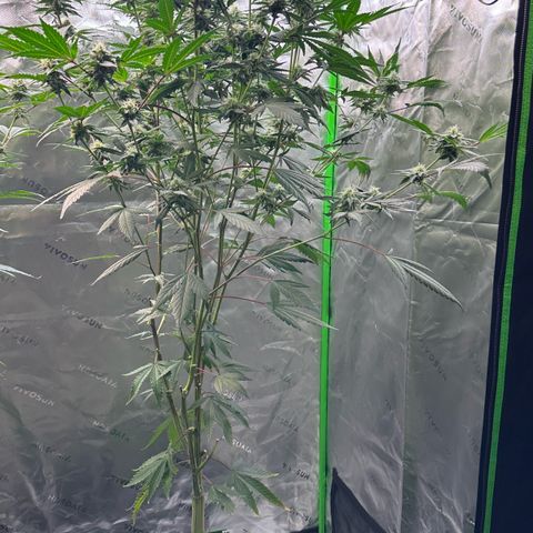 CxLAZ #15 C #1 growlog timeline photo