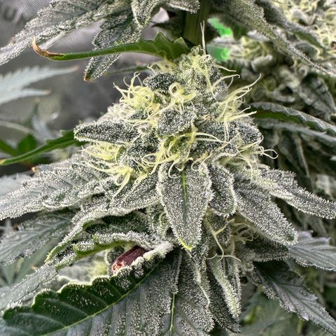 CxLAZ #15 C #1 growlog timeline photo