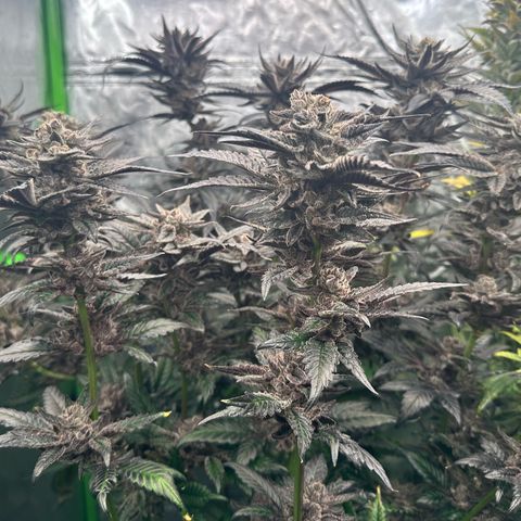 MiscxLAZ #22 C 42.33g growlog timeline photo