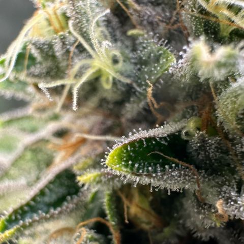 MiscxLAZ #26 C #2 growlog timeline photo