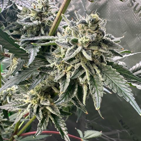 CxLAZ #15 C #1 growlog timeline photo