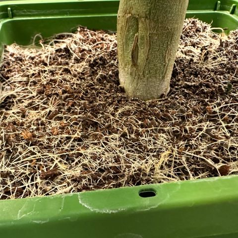 CxLAZ #15 C #1 growlog timeline photo