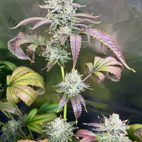 MiscxLAZ #26 C #2 growlog timeline photo