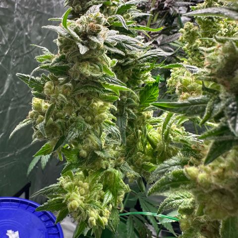 Fuel D.OG #1 Female 47.36g growlog timeline photo
