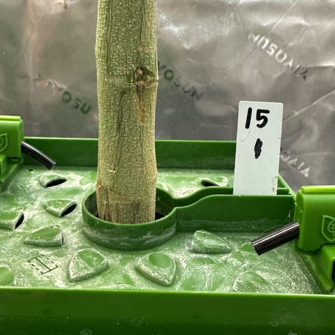 CxLAZ #15 C #1 growlog timeline photo