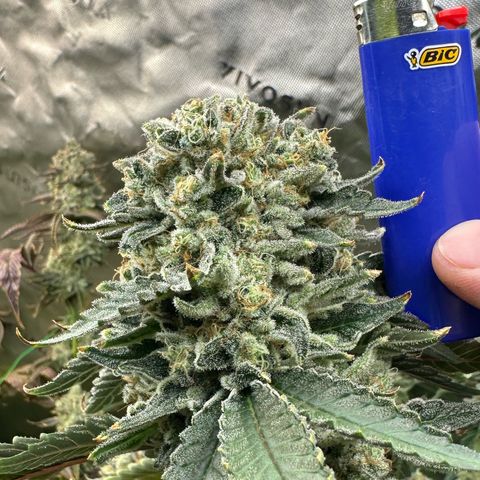 CxLAZ #15 C #1 growlog timeline photo