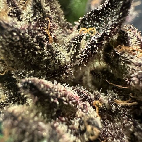 MiscxLAZ #22 C 42.33g growlog timeline photo