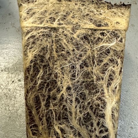 MiscxLAZ #22 C 42.33g growlog timeline photo