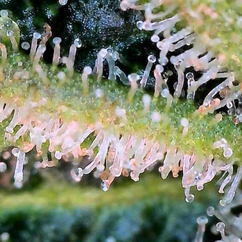 MiscxLAZ #26 C #2 growlog timeline photo