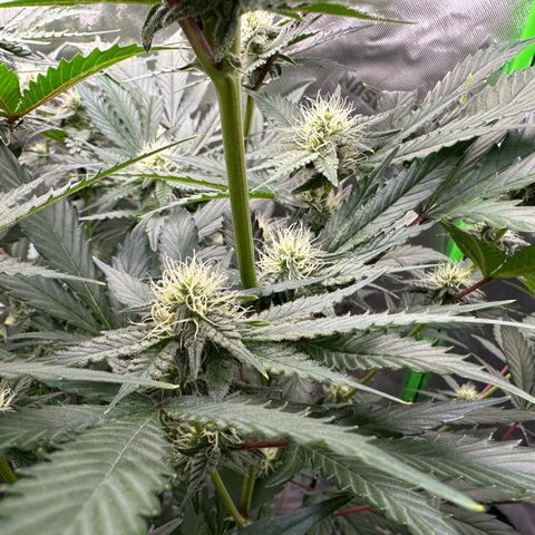 CxLAZ #15 C #1 growlog timeline photo