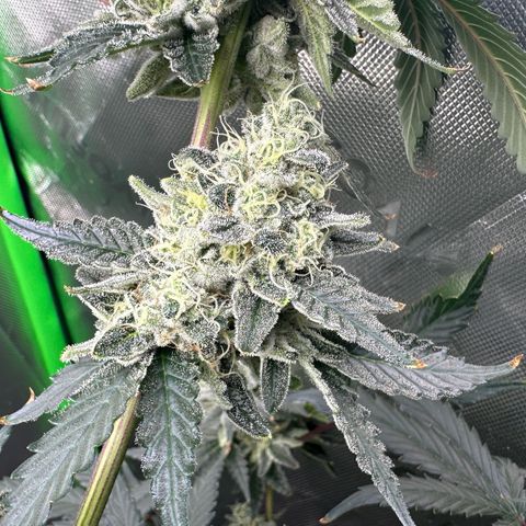 CxLAZ #15 C #1 growlog timeline photo