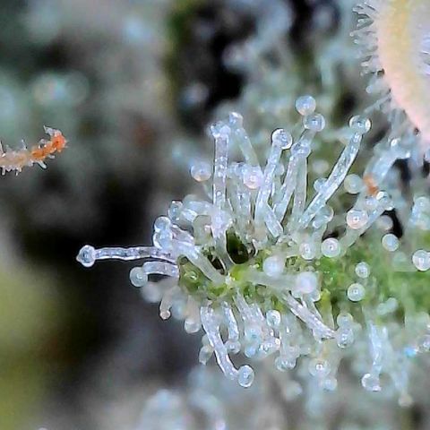 CxLAZ #15 C #1 growlog timeline photo