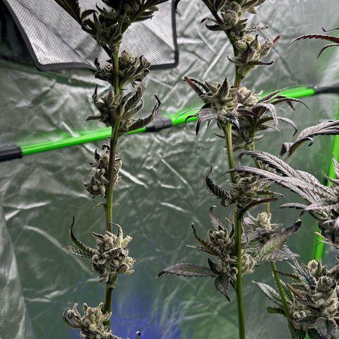MiscxLAZ #29 C growlog timeline photo