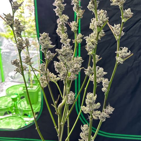 MiscxLAZ #29 C growlog timeline photo