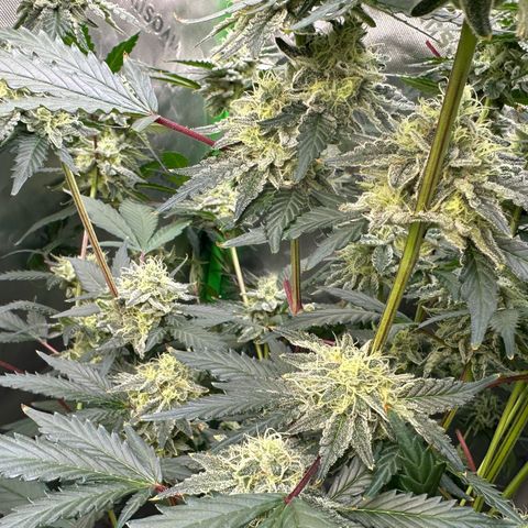 CxLAZ #15 C #1 growlog timeline photo