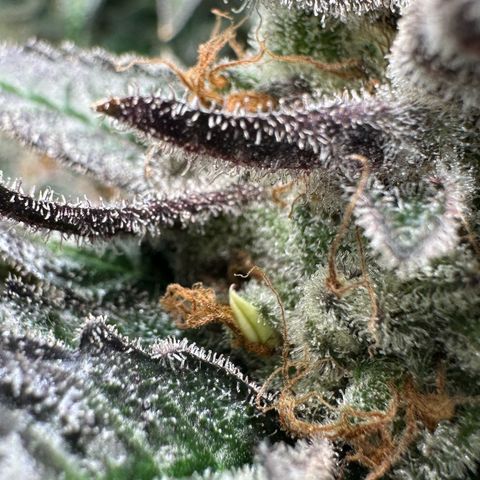 CxLAZ #03 C #1 58.58g growlog photo: Herm / male flowers