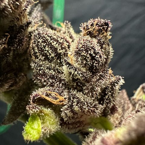 MiscxLAZ #22 C 42.33g growlog timeline photo