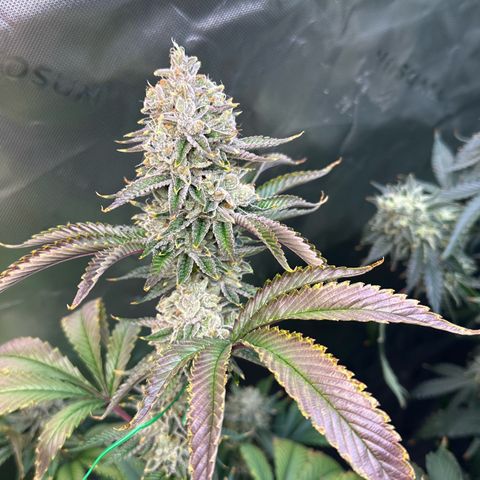 MiscxLAZ #26 C #2 growlog timeline photo