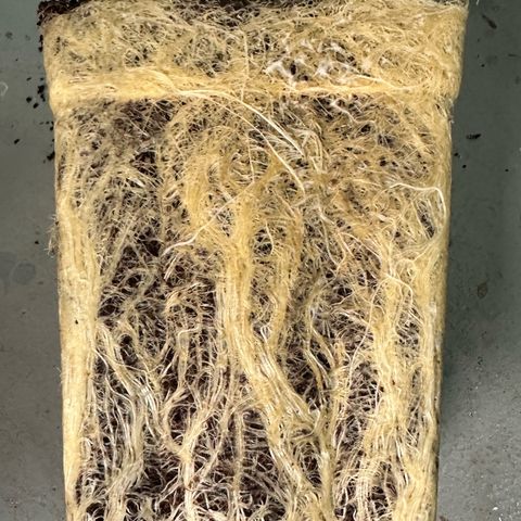 MiscxLAZ #08 C #1 growlog timeline photo