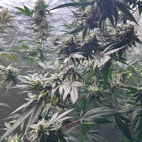 CxLAZ #15 C #1 growlog timeline photo