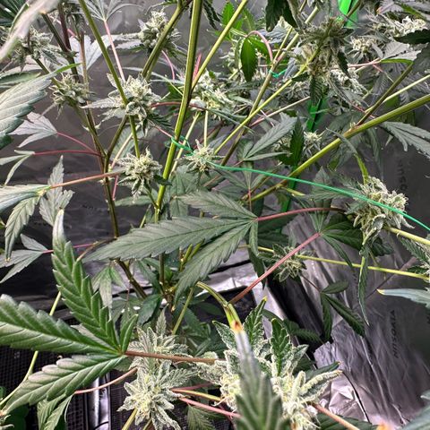 CxLAZ #15 C #1 growlog timeline photo