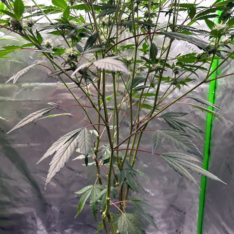 CxLAZ #15 C #1 growlog timeline photo