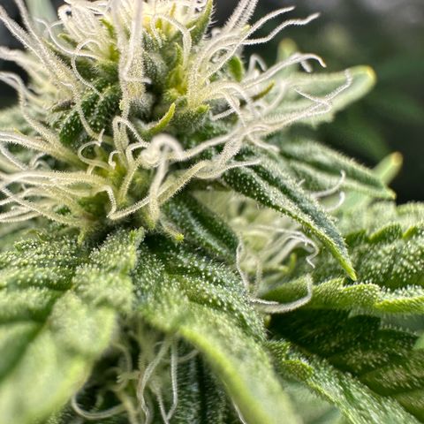 MiscxLAZ #26 C #2 growlog timeline photo