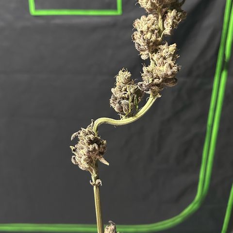 MiscxLAZ #22 C 42.33g growlog photo: Moved to pan