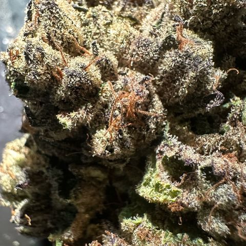 Misc x (LA Kush x Zkittles) #27 33.12g growlog photo: Moved to bag