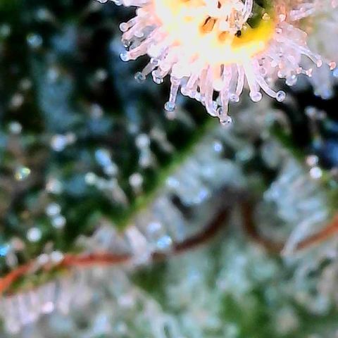 MiscxLAZ #26 C #2 growlog timeline photo