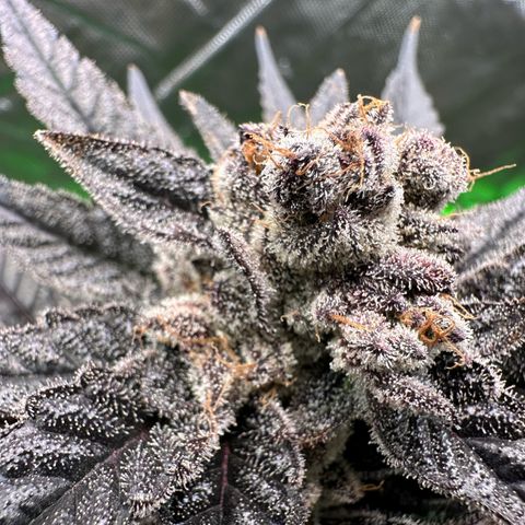 MiscxLAZ #22 C 42.33g growlog timeline photo