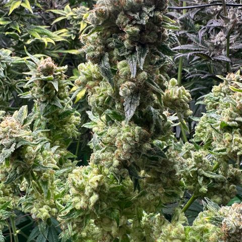 Fuel D.OG #1 Female 47.36g growlog timeline photo
